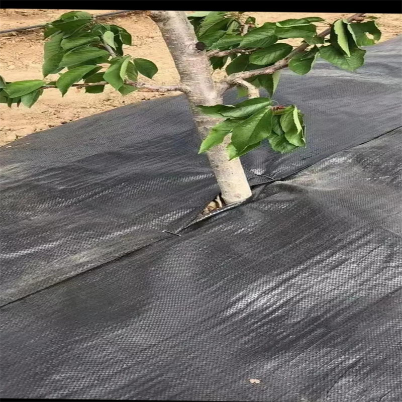 ผ้าใยสังเคราะห์ทอป้องกันวัชพืช PP 150g/m2