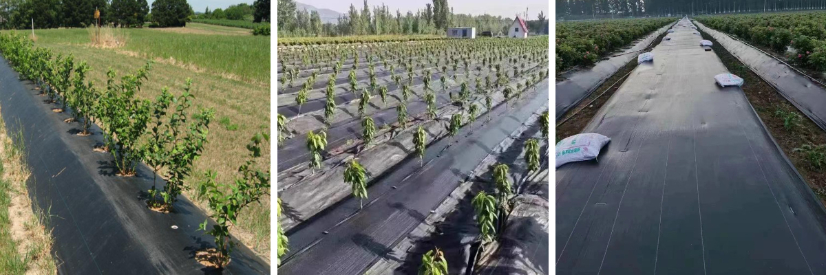 150g/m2 PP ทอกั้นวัชพืช Geotextile.jpg